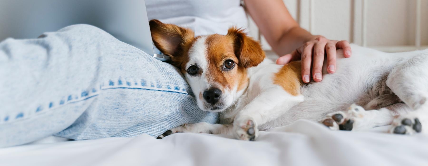 a dog lying on a bed